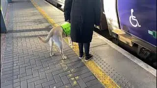 Puppy in Training Keano boarding a train