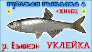 РР4 ВЬЮНОК УКЛЕЙКА ТРОФЕЙ И ЖИВЕЦ / РУССКАЯ РЫБАЛКА 4 УКЛЕЙКА / RUSSIAN FISHING 4 TROPHY BLEAK