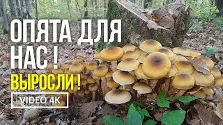 Из неопубликованного .  МЕДОВЫЕ ОПЯТА ДЛЯ НАС ! КЛАССНО !ВЫРОСЛИ ! Грибы 12 октября 2019 года.