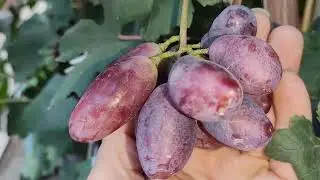 Автограф Калугина! Найдëн и вкусняшка Брюнетка! 🍇🍇🍇 WhatsApp и Viber +79528500417, Тел. +79054033245