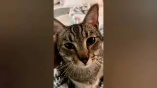 😂 All Cute Cats With Funny Kitties Videos | VIDEOS WITH PETS 😺😍