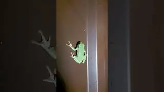 Сочи / на присосках лазает по стенам🐸