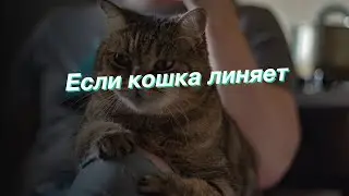 Если кошка линяет