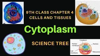 Cytoplasm Structure & Functions | Cytosol | Cytoplasmic Organelles