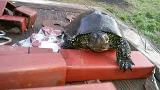 Болотная черепаха 🐢