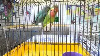 Как приручить попугая неразлучника.  How to tame a lovebird parrot.