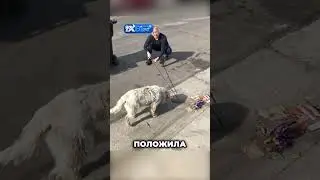 Собака оказалась не нужна...