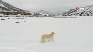 Kar şaşkınlığı yaşayan köpeğin sevimli halleri