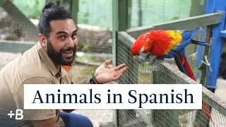 Learn Spanish With Esteban: Animal Names In Spanish | #CostaRica