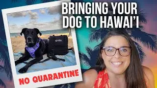 Taking your Dog to Hawaii WITHOUT quarantine (2024) Travel Nurse Family