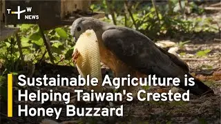 Sustainable Agriculture is Helping Taiwans Crested Honey Buzzard | TaiwanPlus News