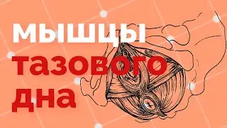 Анатомия мышц тазового дна - мышцы влагалища