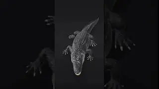 Alligator 3D animation