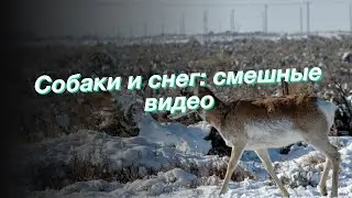 Собаки и снег: смешные видео