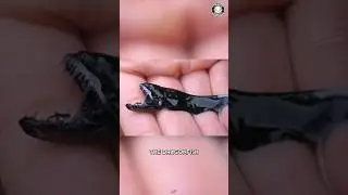 Dragonfish 🌊 Terrifying Tiny Predator!