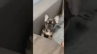 Милый Французский Бульдог Дома | Cute French Bulldog at Home 