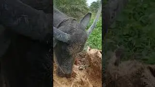 Wau,,, Kerbau Super Ini Makan Batang Sawit Yang Sudah Busuk