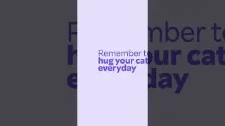 🐱❤️ It’s hug your cat day!