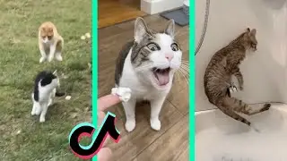 oh no oh no oh no no no song - CAT TIKTOK COMPILATION part 3