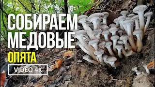 СОБИРАЕМ МЕДОВЫЕ ОПЯТА  10 октября 2022 г  Сбор  опёнка медового (Armillaria borealis), белых грибов