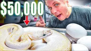 Collecting $50,000 Worth Of Snake Eggs