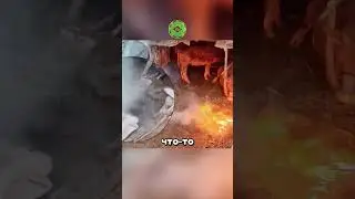 Мать корова пожертвовала собой 😮🔥🐮