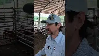 A quick breakdown of the basic setup of our gathering pens and working facility at our home farm.