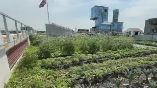 Queens Sky Farm LIC offers free produce to kids in need