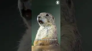 Prairie Dog 🐿️ The Truth Behind Their Screams!