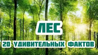 20 самых удивительных фактов о лесах и деревьях. Лес в России. Тайга. Хвойные леса. ТОП - 20 о лесе.