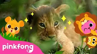 Baby Lion, Roar! | Baby Animals Songs | Cub Song | Pinkfong for Kids