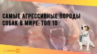 Самые агрессивные породы собак в мире: топ 10