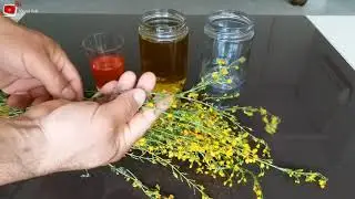 Kantaron Yağı Nasıl Yapılır.(Organik)Centaury Oil How-To (Organic)