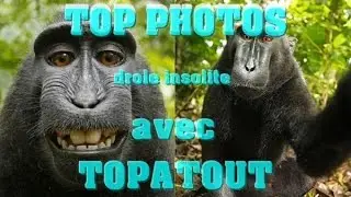 TOP IMAGES DRÔLES ET INSOLITES