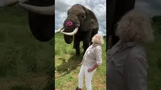 Adorable Elephant Pranks Human! #Shorts