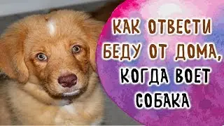 Как отвести беду от дома, когда воет собака. воет собака дома