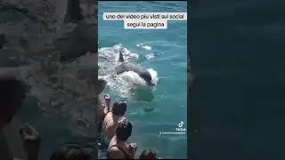 La bellezza degli animali! Il delfino che bacia la gente