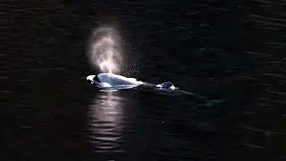 Killer whale calf escapes after a month trapped in B.C. lagoon