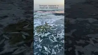 К берегам Сахалина подошла селедка на нерест. Вода кипит от рыбы, вся трава в икре.