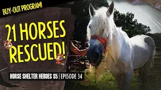 Horse Shelter Heroes S5E34 - 21 Horses Rescued!