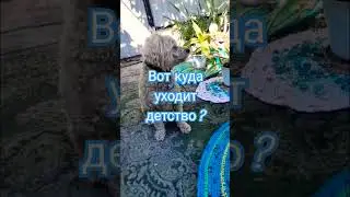 Куда уходит детство?