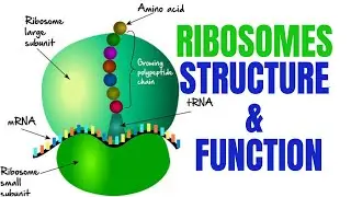 Ribosomes | Ribosomes function and structure