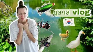 Мои дачные будни в Корее / KOREA VLOG