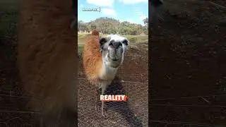 Llama Spit! | Expectations Vs. Reality