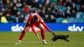 Cat Invades Pitch During Sheffield Wednesday vs Wigan Athletic at Hillsborough Stadium