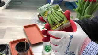 Grow vegetables (peas, garden beans,tomatoes) indoor from seeds March 1 2020 （室内种菜）