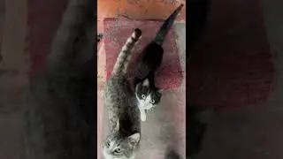 Кошки просят рыбу😸