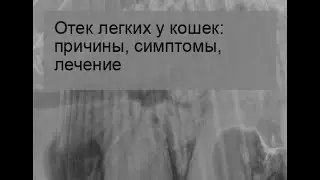 Отек легких у кошек: причины, симптомы, лечение