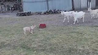 dog vs herd of goats