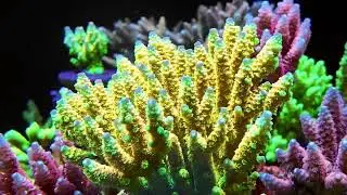 Walt Disany (Tenuis Acropora)